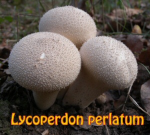 perlatum